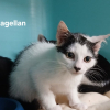 Magellan