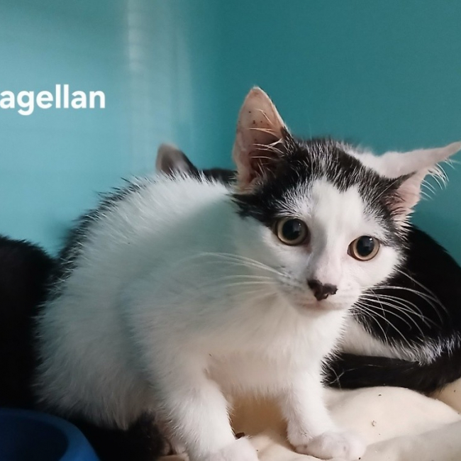 Photo de Magellan