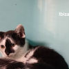 Ibiza