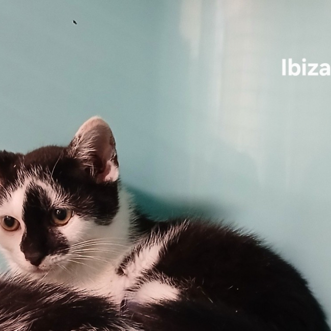 Photo de Ibiza