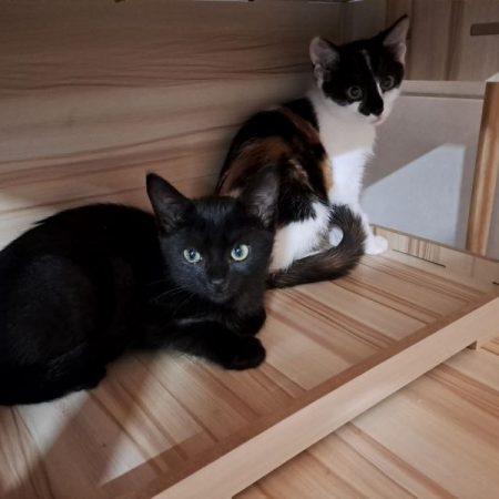 Nao - Chat Européen à adopter