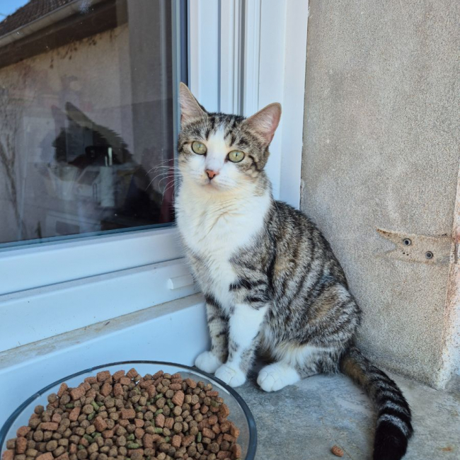 Photo de Opaline