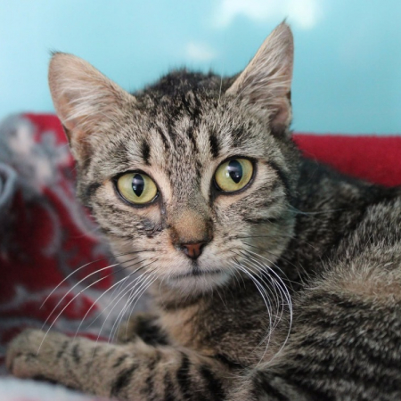 Brigitte - Chat Européen à adopter
