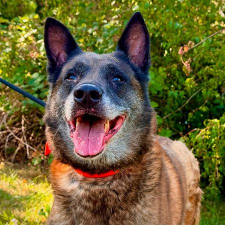 Narcos - Chien Berger Belge Malinois à adopter