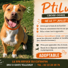 Ptilu