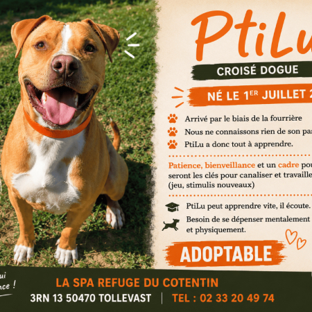 Ptilu réservé - Chien à adopter