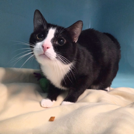 Tomy - Chat Européen à adopter