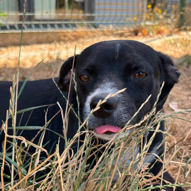 Photo de Tigrou
