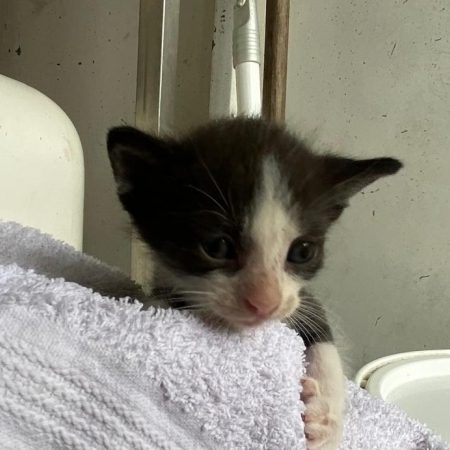 Kazoo - Chat Européen à adopter