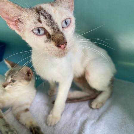 Erin - Chat Européen à adopter