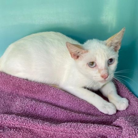 Johanita - Chat Européen à adopter