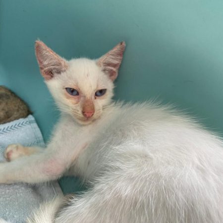 Eden - Chat Européen à adopter