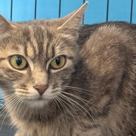 Pipounette - Chat Européen à adopter