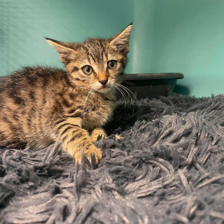 Donatello - Chat Européen à adopter