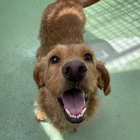 Oz - Chien Basset Fauve de Bretagne à adopter