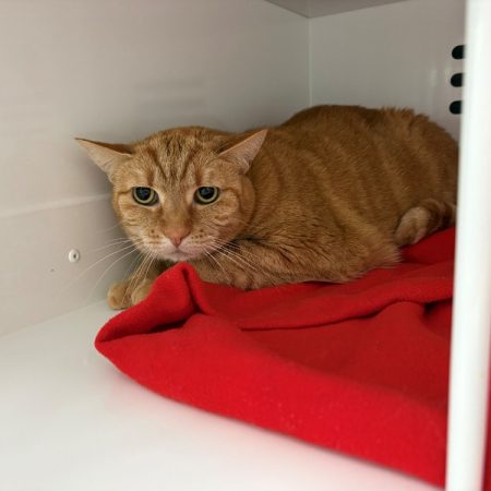 Rose - Chat Européen à adopter