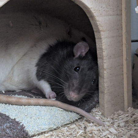 Razmo - Rongeur Rat à adopter
