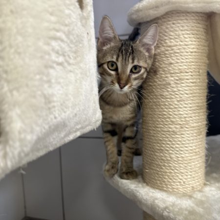 Bob - Chat Européen à adopter