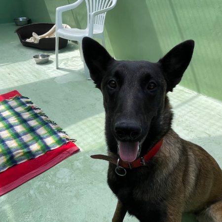 Ama - Chien Berger Belge Malinois à adopter