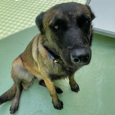 Vérone - Chien Berger Belge Malinois à adopter