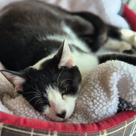 Drosophile - Chat Européen à adopter