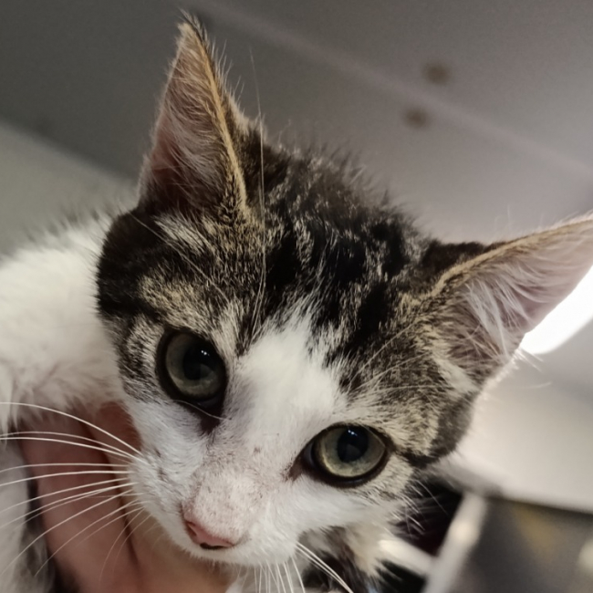 Photo de Kingston