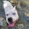 Stella