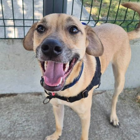 Marco - Chien à adopter