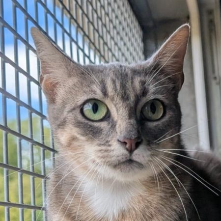 Leetchi - Chat Européen à adopter