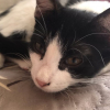 Felixia