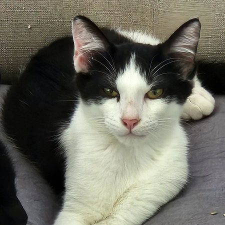 Darwin - Chat à adopter