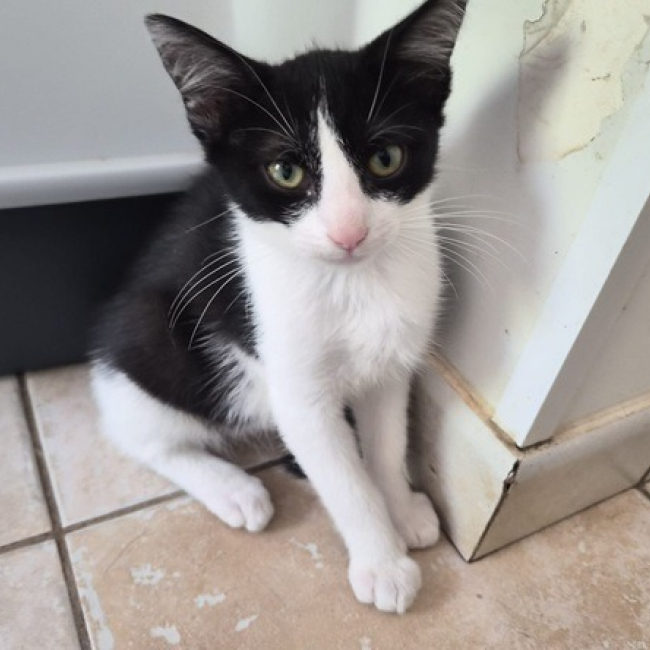 Photo de Oreo