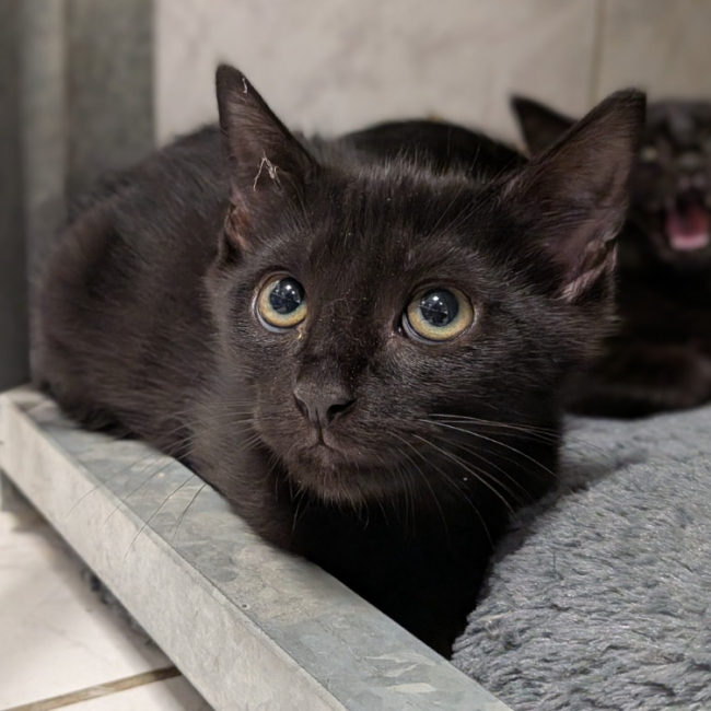 Photo de Nougatine