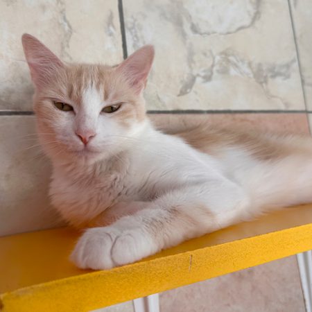 Queency - Chat Européen à adopter