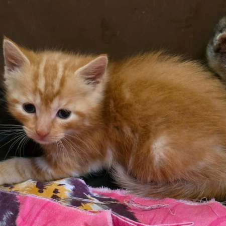 Gaufrette - Chat Européen à adopter