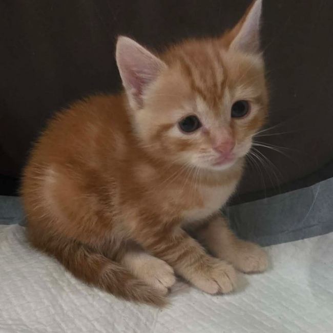 Photo de Ganache