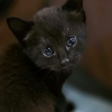 Griotte - Chat Européen à adopter