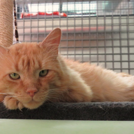 Orange - Chat Européen à adopter