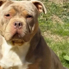 Blysse - adoption duo avec bulma