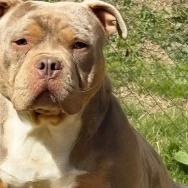 Photo de Blysse - adoption duo avec bulma