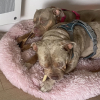 Bulma - adoption duo avec blysse