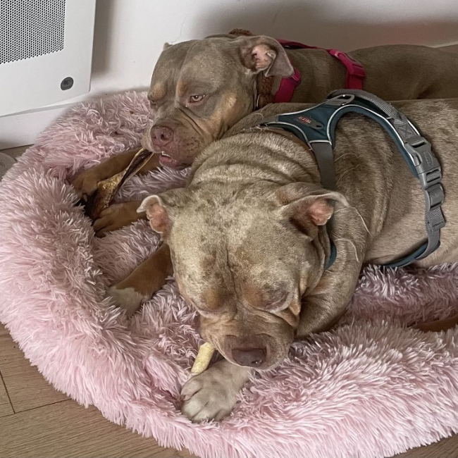 Photo de Bulma - adoption duo avec blysse