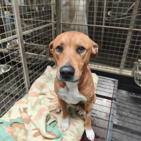 Aroc - Chien à adopter