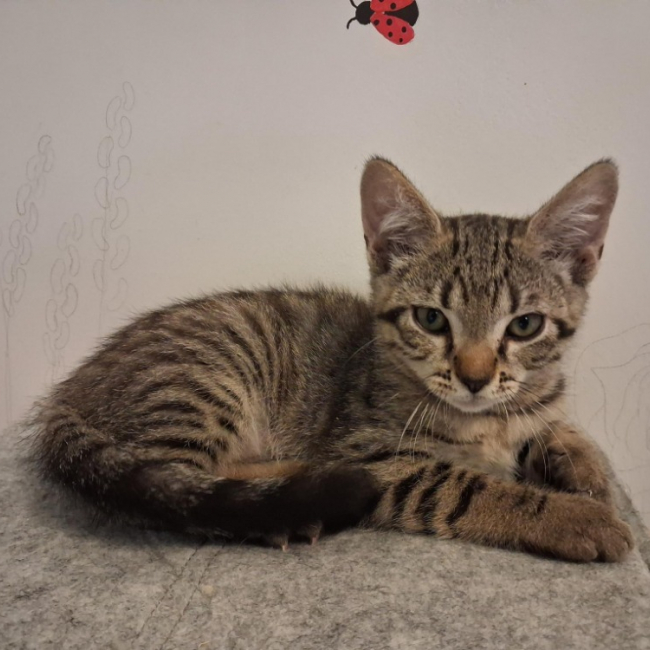 Photo de Pecan