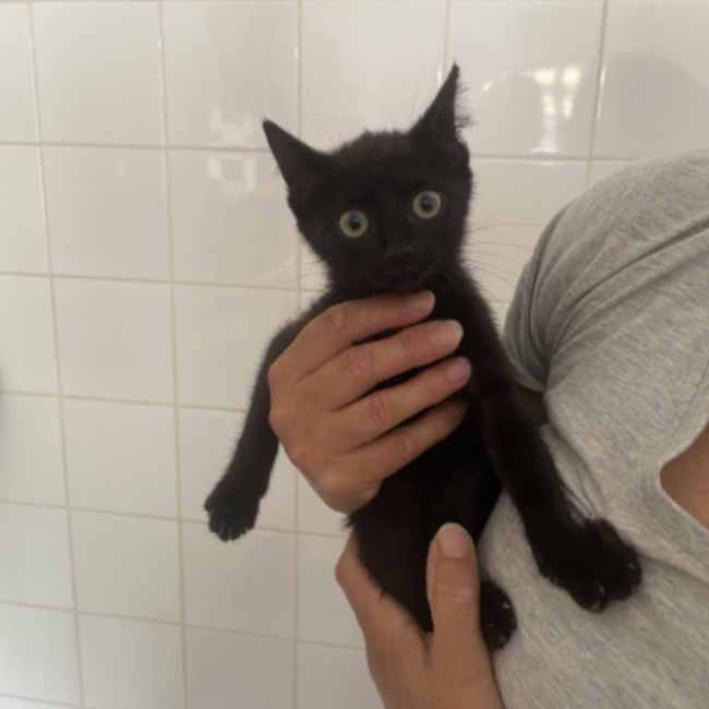 Photo de Nyx