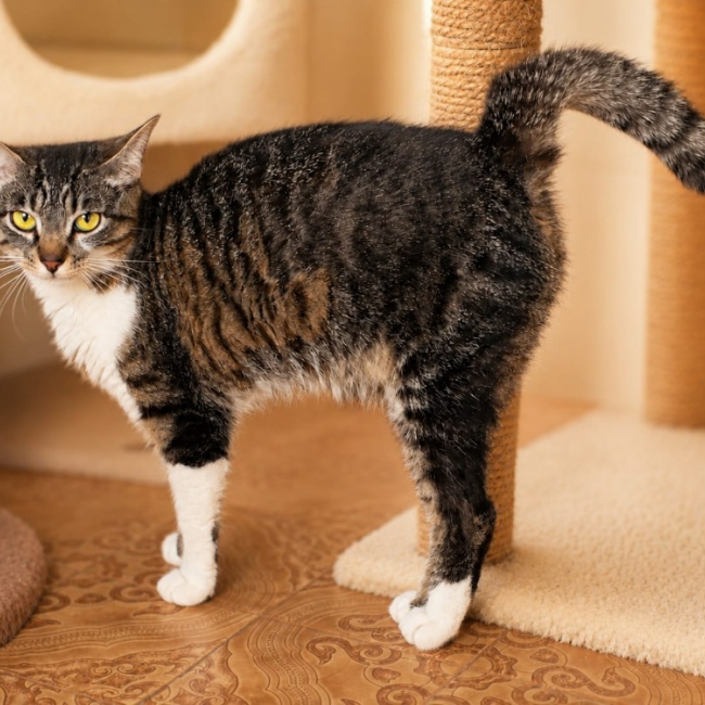 Photo de Robocat