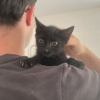 Ombra