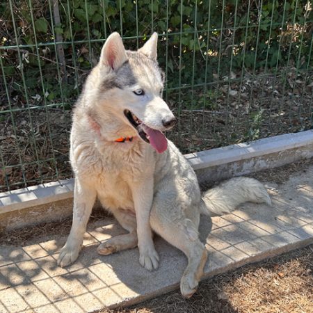 Piper - Chien Husky Sibérien à adopter
