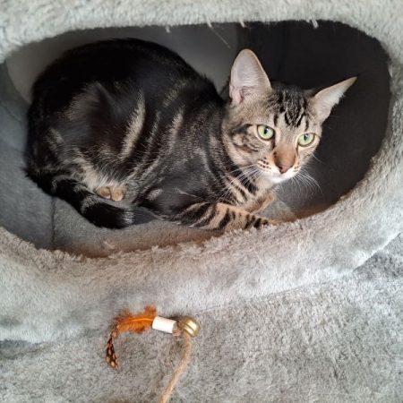 Stevy - Chat Européen à adopter