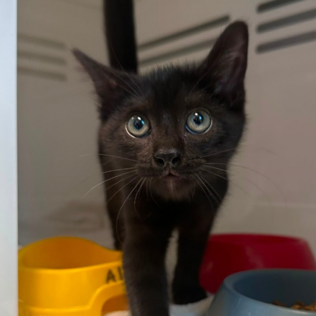Photo de Tesla